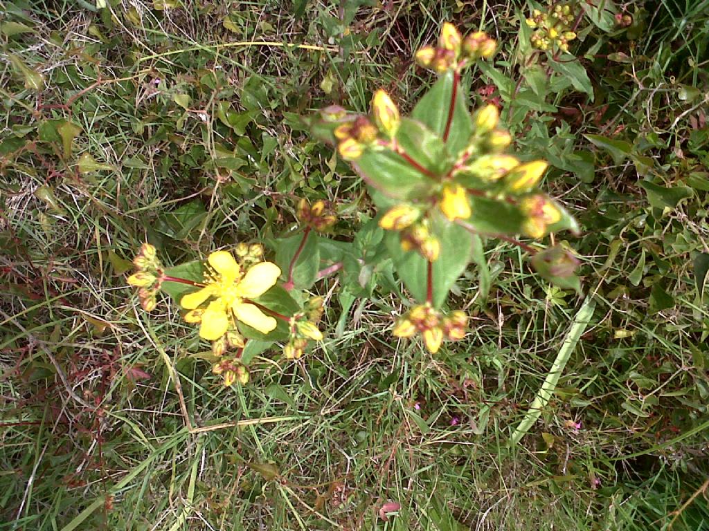 Hypericum sp.